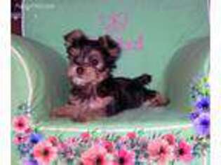 Yorkshire Terrier Puppy for sale in Katy, TX, USA