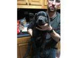 Great Dane Puppy for sale in Newnan, GA, USA