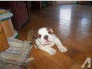 Bulldog Puppy for sale in ARCHBOLD, OH, USA