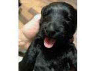 Scottish Terrier Puppy for sale in Stagecoach, NV, USA