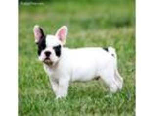 French Bulldog Puppy for sale in Cordell, OK, USA