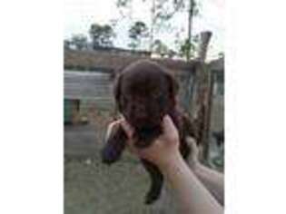 Labrador Retriever Puppy for sale in Fitzgerald, GA, USA