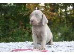 Weimaraner Puppy for sale in Evart, MI, USA