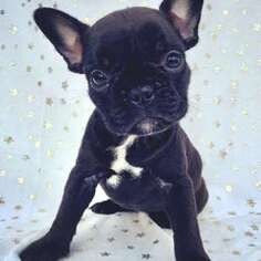 French Bulldog Puppy for sale in EUGENE, OR, USA