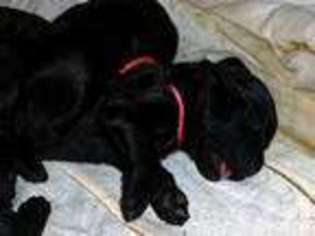 Labradoodle Puppy for sale in SNOW CAMP, NC, USA