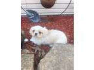 Pekingese Puppy for sale in Amity, MO, USA