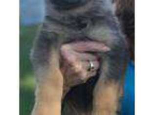 German Shepherd Dog Puppy for sale in Gulf Breeze, FL, USA