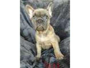 French Bulldog Puppy for sale in Basehor, KS, USA