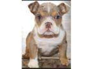 Bulldog Puppy for sale in Hugo, OK, USA