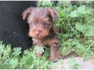 Yorkshire Terrier Puppy for sale in Mansfield, MO, USA
