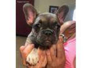 French Bulldog Puppy for sale in Victor, MT, USA