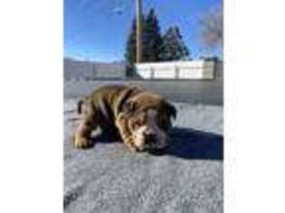 Bulldog Puppy for sale in Portales, NM, USA