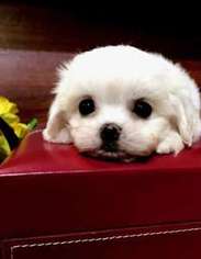 Maltese Puppy for sale in Fullerton, CA, USA
