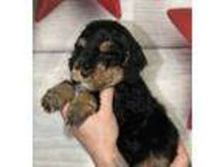 Labradoodle Puppy for sale in Greeley, CO, USA