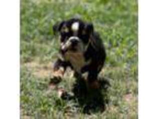 Bulldog Puppy for sale in Stanton, TN, USA