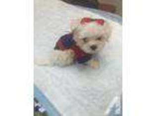 Maltese Puppy for sale in ANNAPOLIS, MD, USA