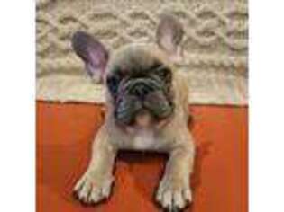 French Bulldog Puppy for sale in Newburgh, IN, USA