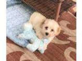 Havanese Puppy for sale in Lynchburg, VA, USA