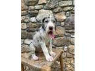 Great Dane Puppy for sale in Dobson, NC, USA