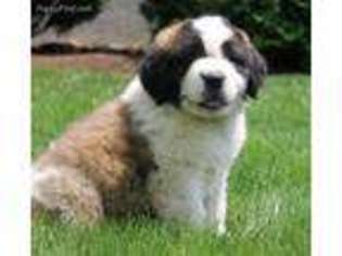 Saint Bernard Puppy for sale in Belleville, PA, USA