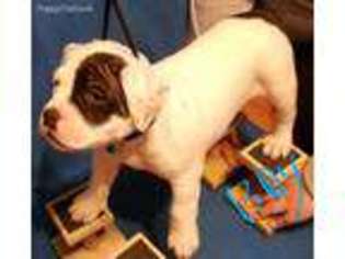 Mutt Puppy for sale in Tuckerman, AR, USA