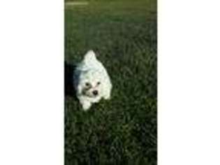 Bichon Frise Puppy for sale in Lenox, GA, USA
