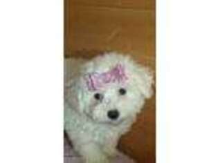 Bichon Frise Puppy for sale in Jasonville, IN, USA