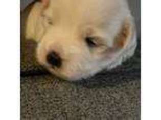 Coton de Tulear Puppy for sale in Leicester, MA, USA