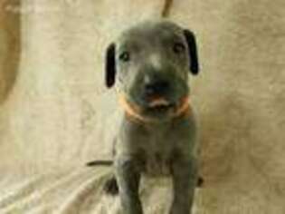 Great Dane Puppy for sale in Kittanning, PA, USA