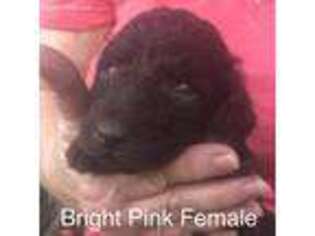 Labradoodle Puppy for sale in Bellville, TX, USA