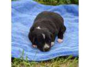 Border Collie Puppy for sale in Trapper Creek, AK, USA