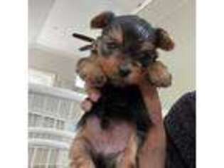 Yorkshire Terrier Puppy for sale in Plano, TX, USA
