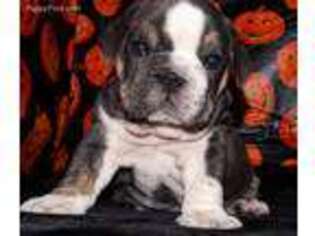 Bulldog Puppy for sale in Monett, MO, USA