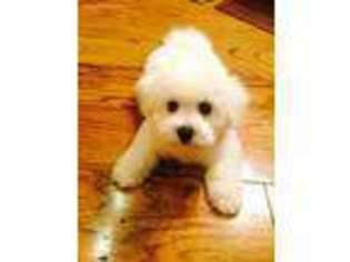 Bichon Frise Puppy for sale in Searcy, AR, USA