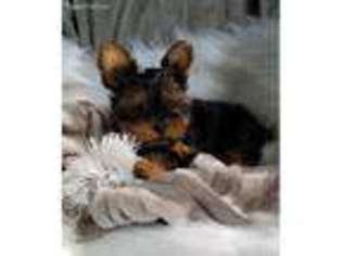 Yorkshire Terrier Puppy for sale in Fedora, SD, USA