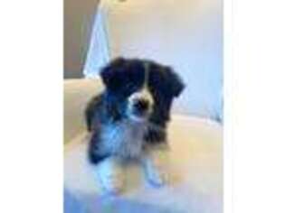 Border Collie Puppy for sale in Picayune, MS, USA