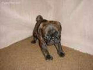 Pug Puppy for sale in Madisonville, TN, USA