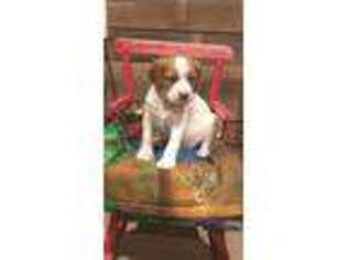 Brittany Puppy for sale in Catawissa, PA, USA
