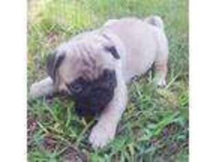 Pug Puppy for sale in Tyler, TX, USA