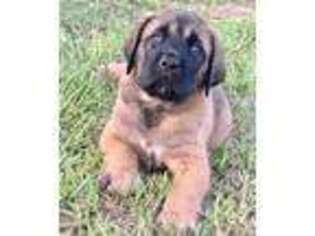 Mastiff Puppy for sale in Troy, AL, USA