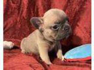 French Bulldog Puppy for sale in Sterling, KS, USA