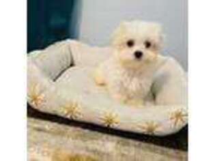 Maltese Puppy for sale in Albuquerque, NM, USA