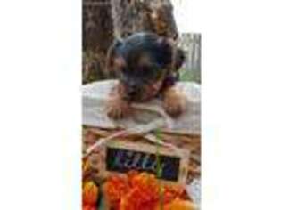 Yorkshire Terrier Puppy for sale in Hamilton, MT, USA