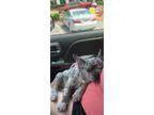 French Bulldog Puppy for sale in Haddock, GA, USA