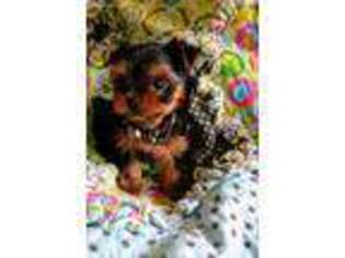Yorkshire Terrier Puppy for sale in Leesburg, GA, USA