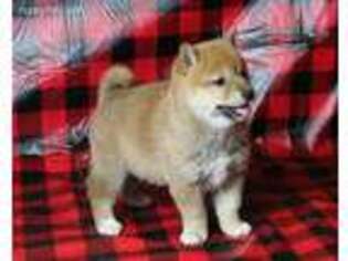 Shiba Inu Puppy for sale in Falcon, MO, USA
