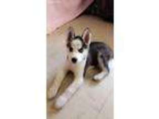Siberian Husky Puppy for sale in Patterson, CA, USA