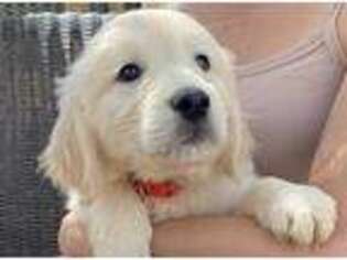 Mutt Puppy for sale in Taylor, AZ, USA