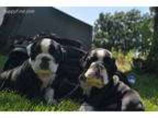 Bulldog Puppy for sale in Blooming Prairie, MN, USA