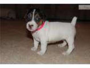 Jack Russell Terrier Puppy for sale in Sacramento, CA, USA